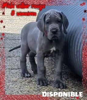 de la Lande des Géants Bleus - Chiots disponibles - Dogue allemand