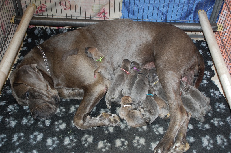 Chiot Dogue allemand de la Lande des Géants Bleus