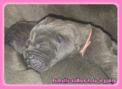 Femelle collier rose