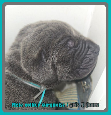 Mâle collier turquoise/gris