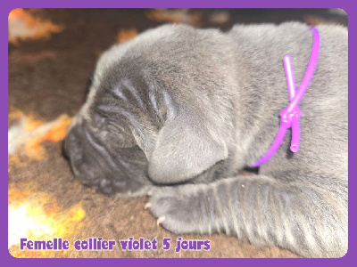Femelle collier violet