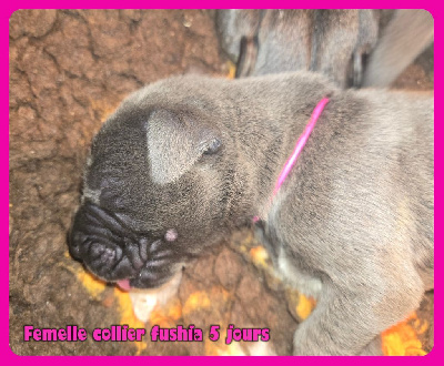 Femelle collier fushia