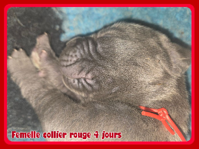 Femelle collier rouge