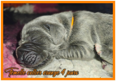 Femelle collier orange