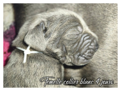 Femelle collier blanc