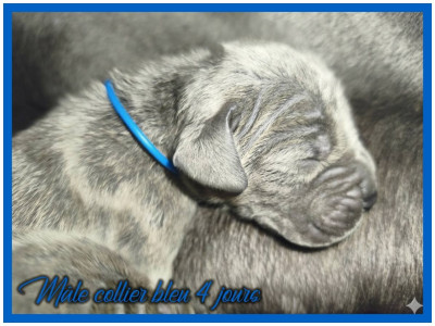 Mâle collier marine