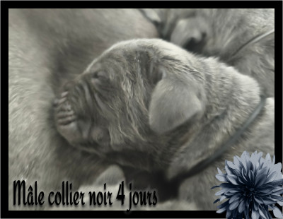 Mâle collier noir