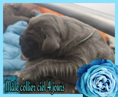 Mâle collier ciel