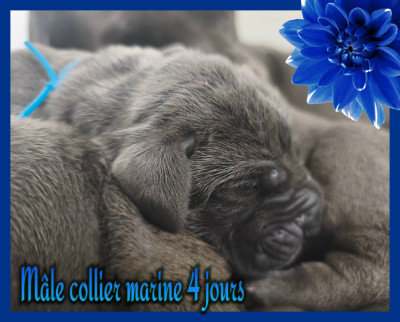 Mâle collier marine