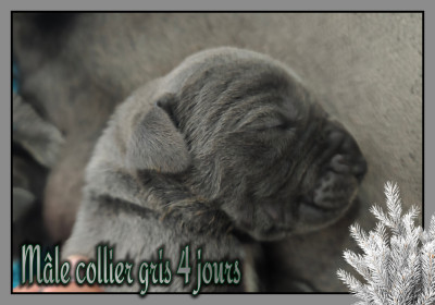Mâle collier gris