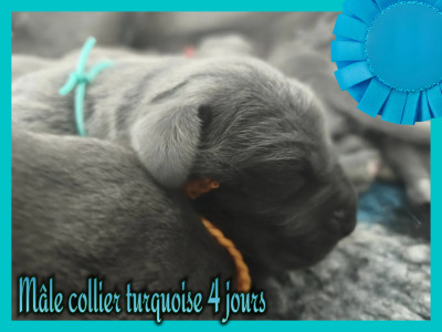 Mâle collier turquoise