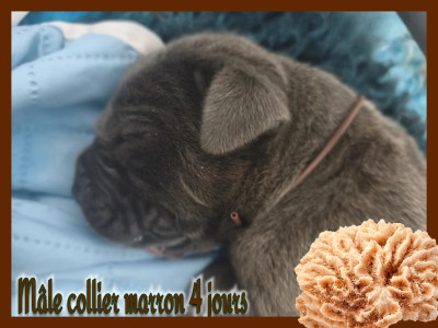 Mâle collier marron