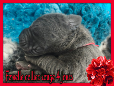 Femelle collier rouge