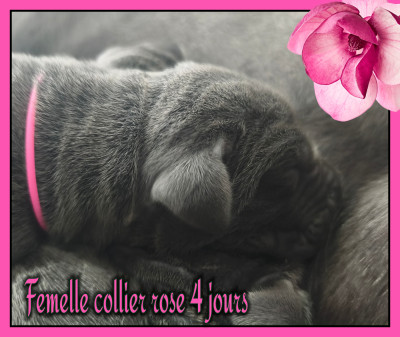 Femelle collier rose