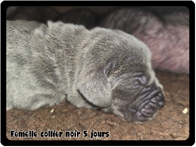 Femelle collier noir