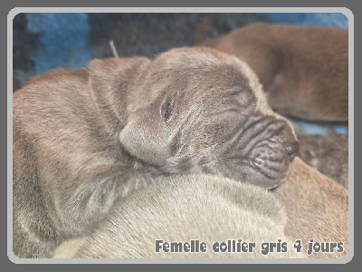 Femelle collier gris