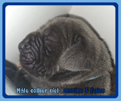 Mâle collier ciel/marine