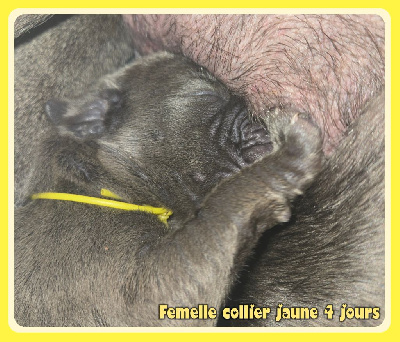 Femelle collier jaune