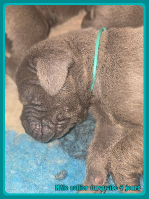 Mâle collier turquoise