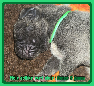 Mâle collier vert clair/foncé