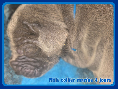 Mâle collier marine