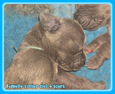 Femelle collier ciel
