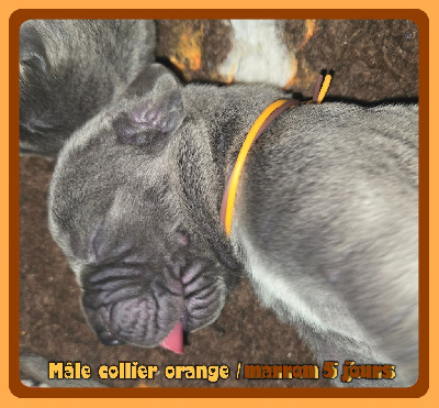 Mâle collier orange/marron