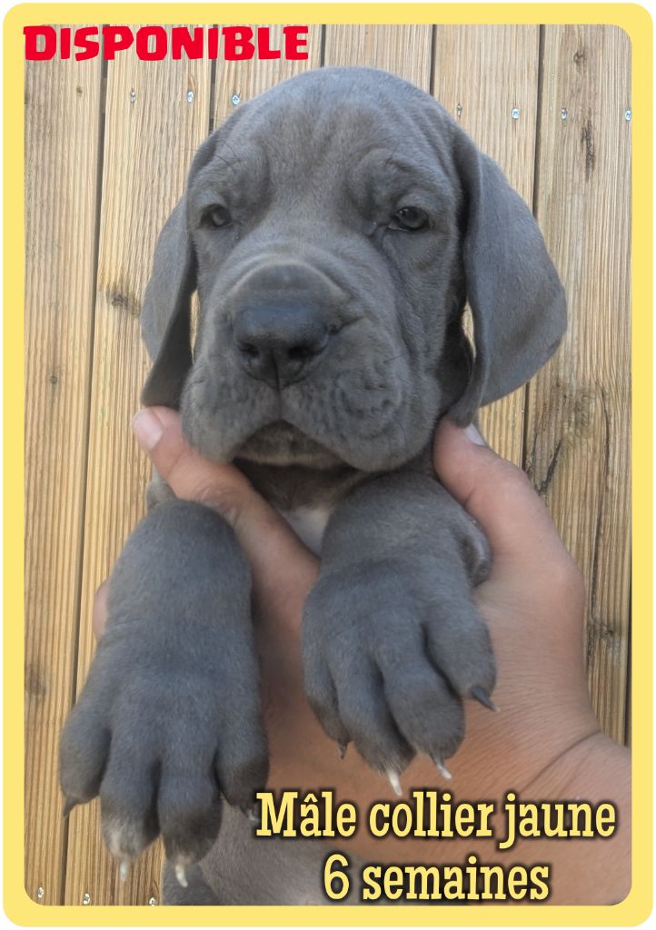 de la Lande des Géants Bleus - Chiots disponibles - Dogue allemand