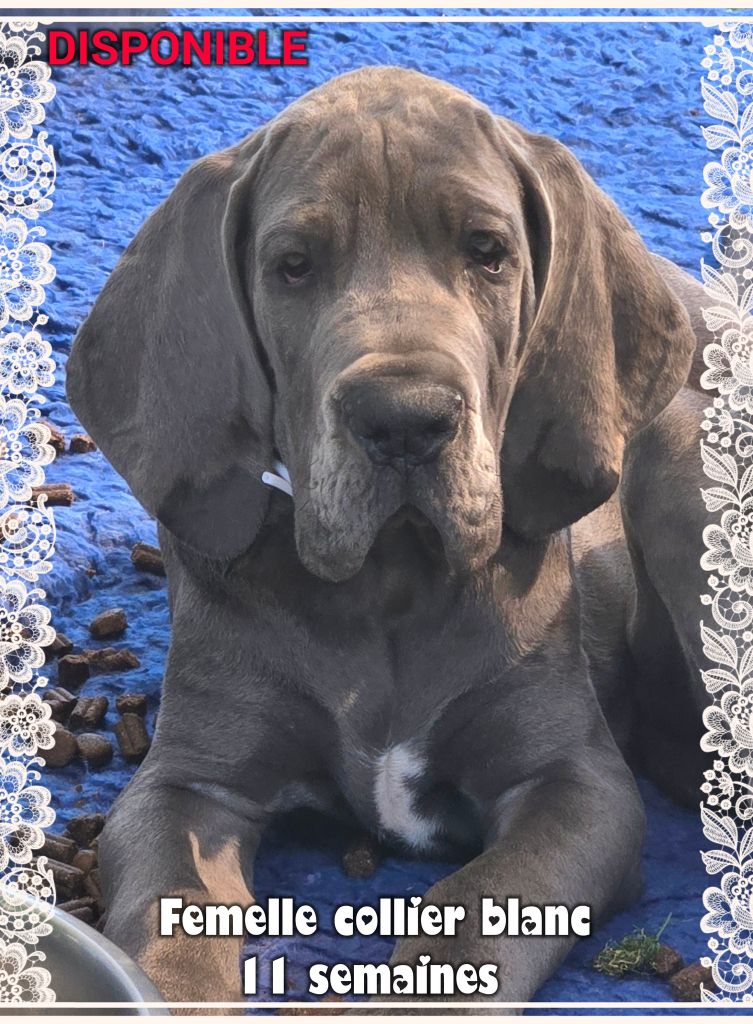 de la Lande des Géants Bleus - Chiots disponibles - Dogue allemand