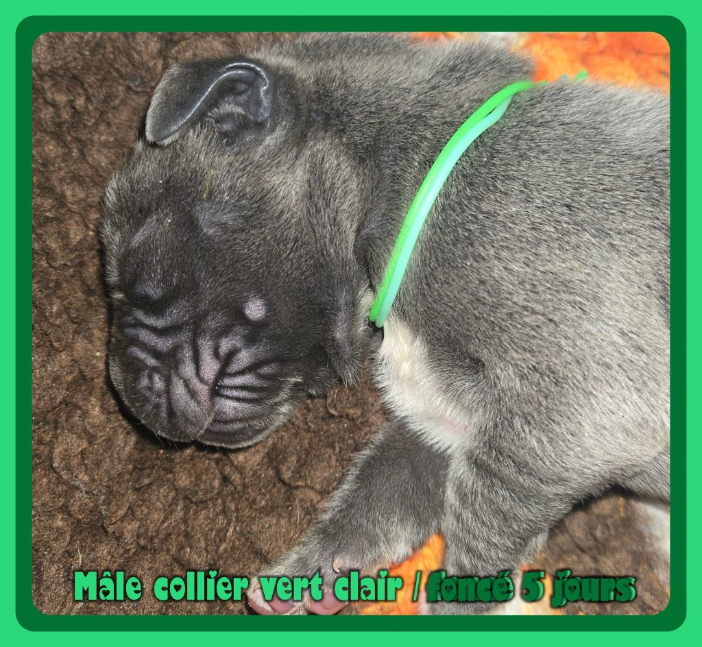 de la Lande des Géants Bleus - Chiots disponibles - Dogue allemand