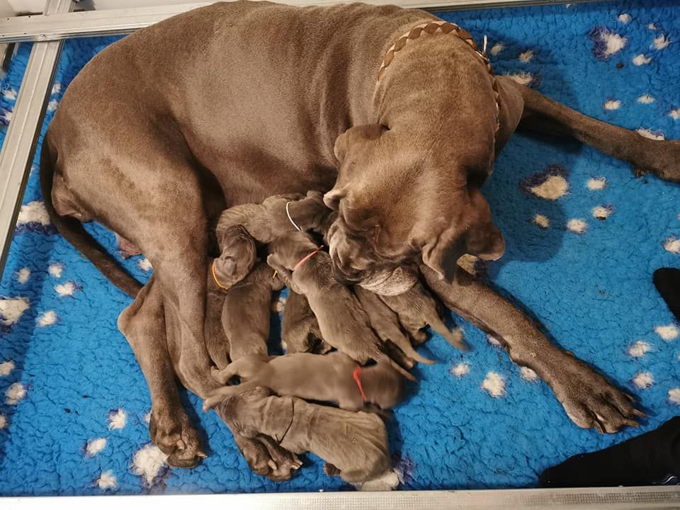 Chiot Dogue allemand de la Lande des Géants Bleus