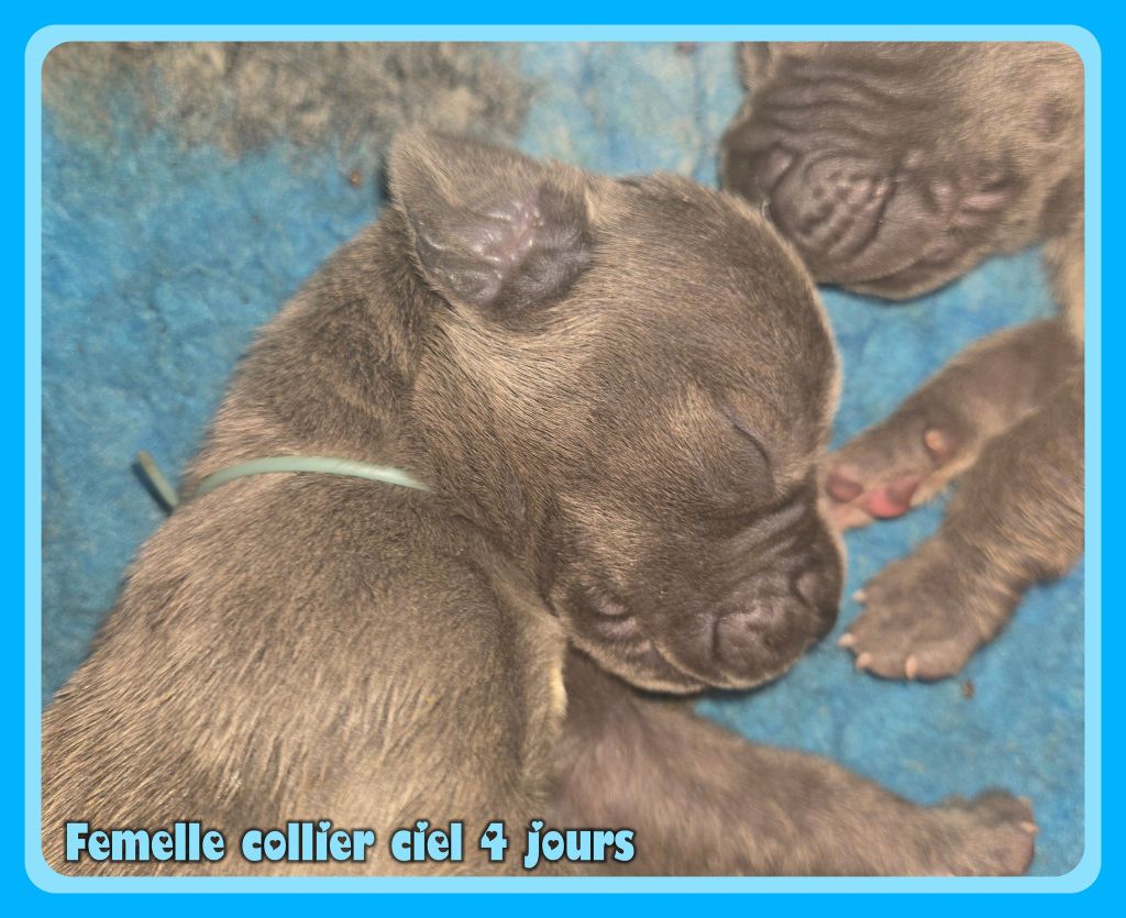 de la Lande des Géants Bleus - Chiots disponibles - Dogue allemand