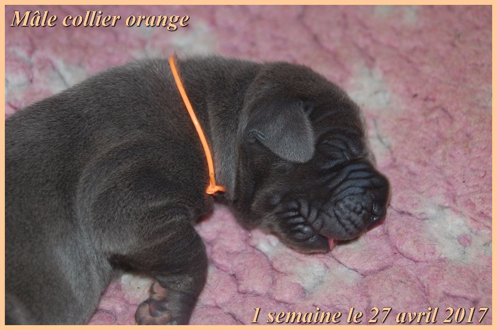 de la Lande des Géants Bleus - Dogue allemand - Portée née le 20/04/2017