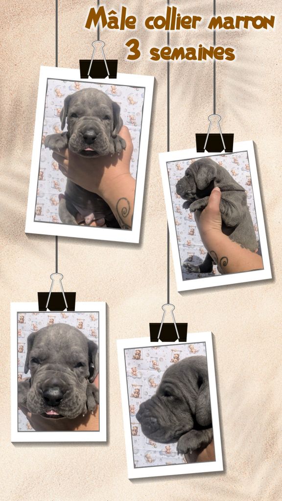 de la Lande des Géants Bleus - Chiots disponibles - Dogue allemand