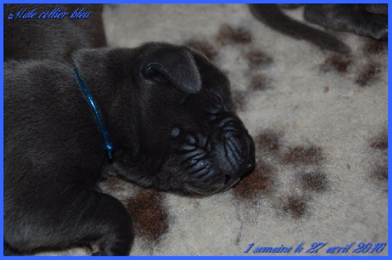de la Lande des Géants Bleus - Dogue allemand - Portée née le 20/04/2016