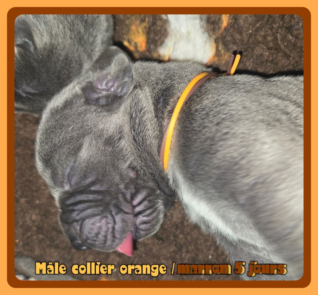 de la Lande des Géants Bleus - Chiots disponibles - Dogue allemand