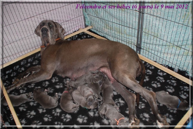 Chiot Dogue allemand de la Lande des Géants Bleus