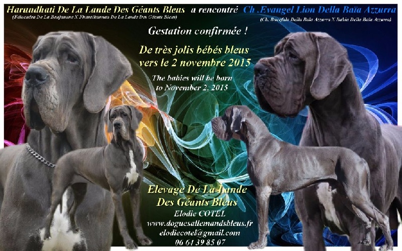 Chiot Dogue allemand de la Lande des Géants Bleus