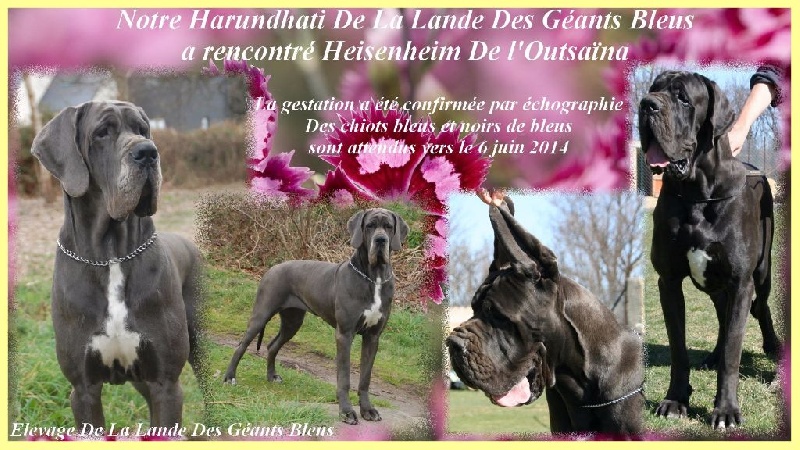 Chiot Dogue allemand de la Lande des Géants Bleus