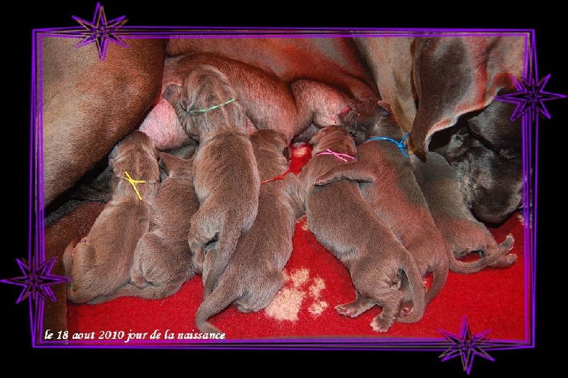 Chiot Dogue allemand de la Lande des Géants Bleus